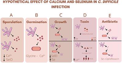 Host and Clostridioides difficile-Response Modulated by Micronutrients and Glutamine: An Overview